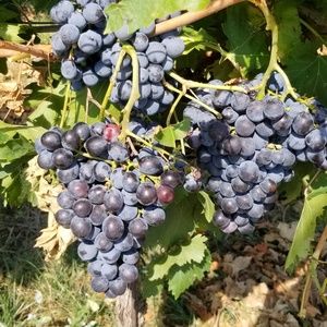 Meet your Posher, Kimberle